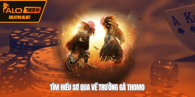 Tìm hiểu sơ qua về trường gà Thomo
